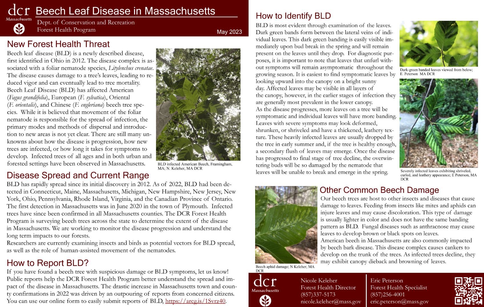 Beech Leaf Disease Flyer