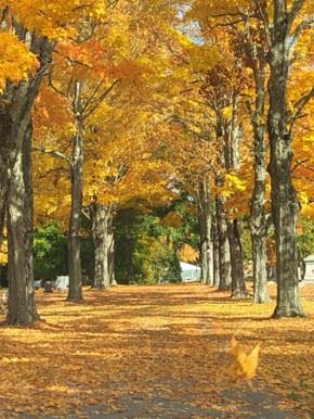 Foliage at North Cemetery